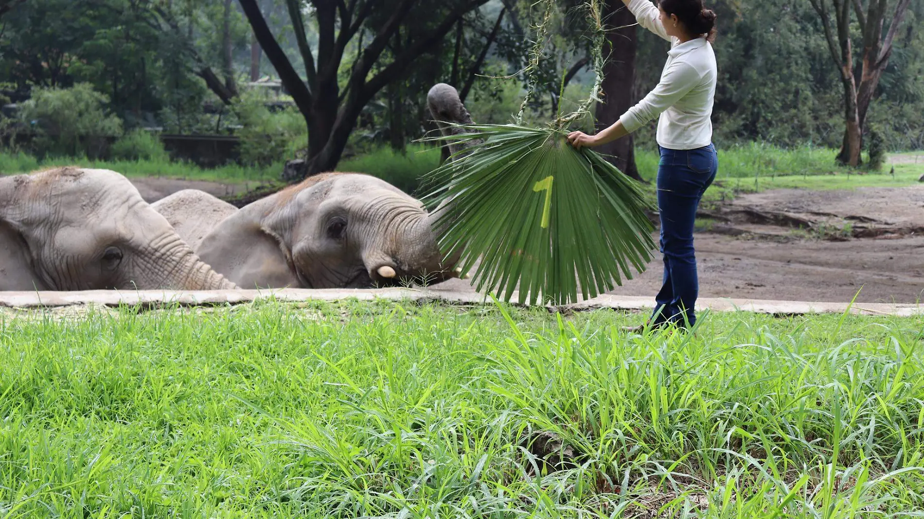 Elefantes : Foto Cortesía Zoológico Guadalajara